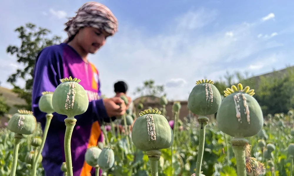 Afghanistan poppy cultivation grows 19 percent despite ban: UN