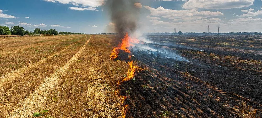 Crop burning contributes significantly to Pakistan's worsening air quality [Representational Image]