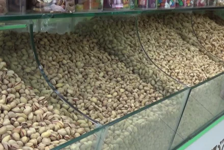 Herat pistachio exports abroad hit $25M this year, marking a 21% rise. Experts urge proper harvesting to boost quality. [Image via Tolo News]